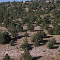 Sabinar (Juniperus thurifera)